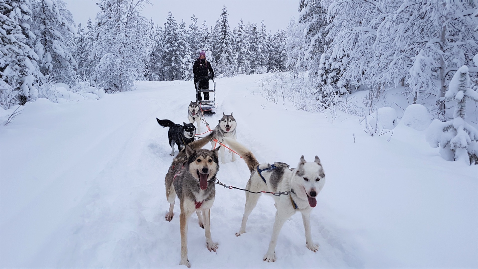 Pyhä Huskysafaris and farm visit